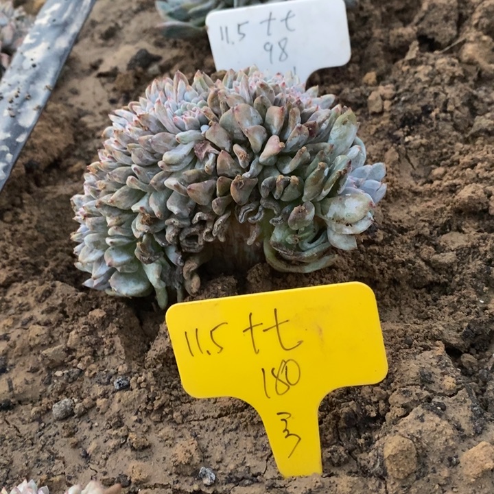 福多多花卉园艺星影