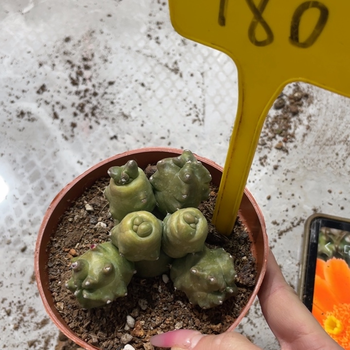 橙桃新品多头一物一拍180