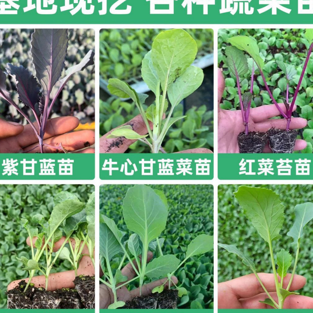 耐寒高产有机花菜白花菜秧苗带土球四季可种阳台庭院适用