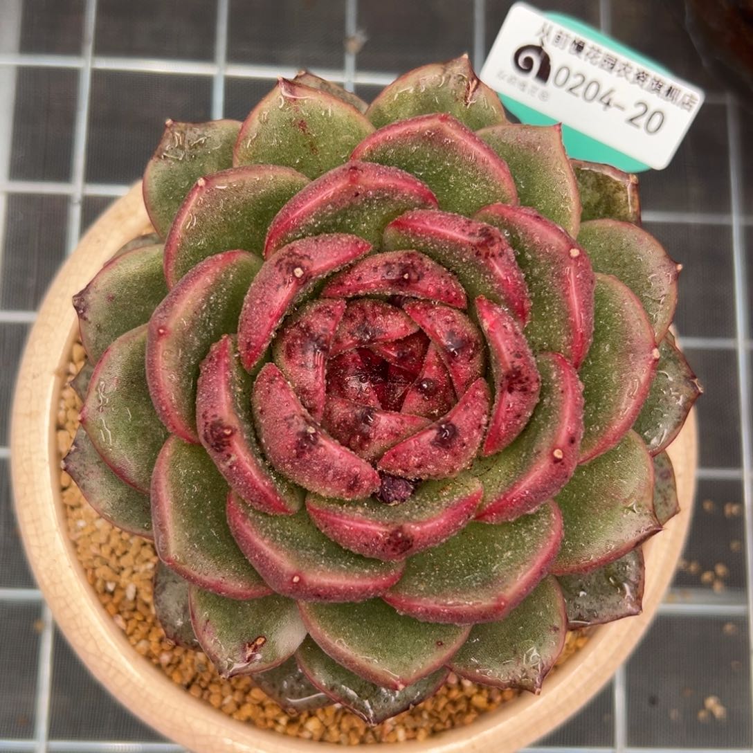 多肉一物一拍0204-20