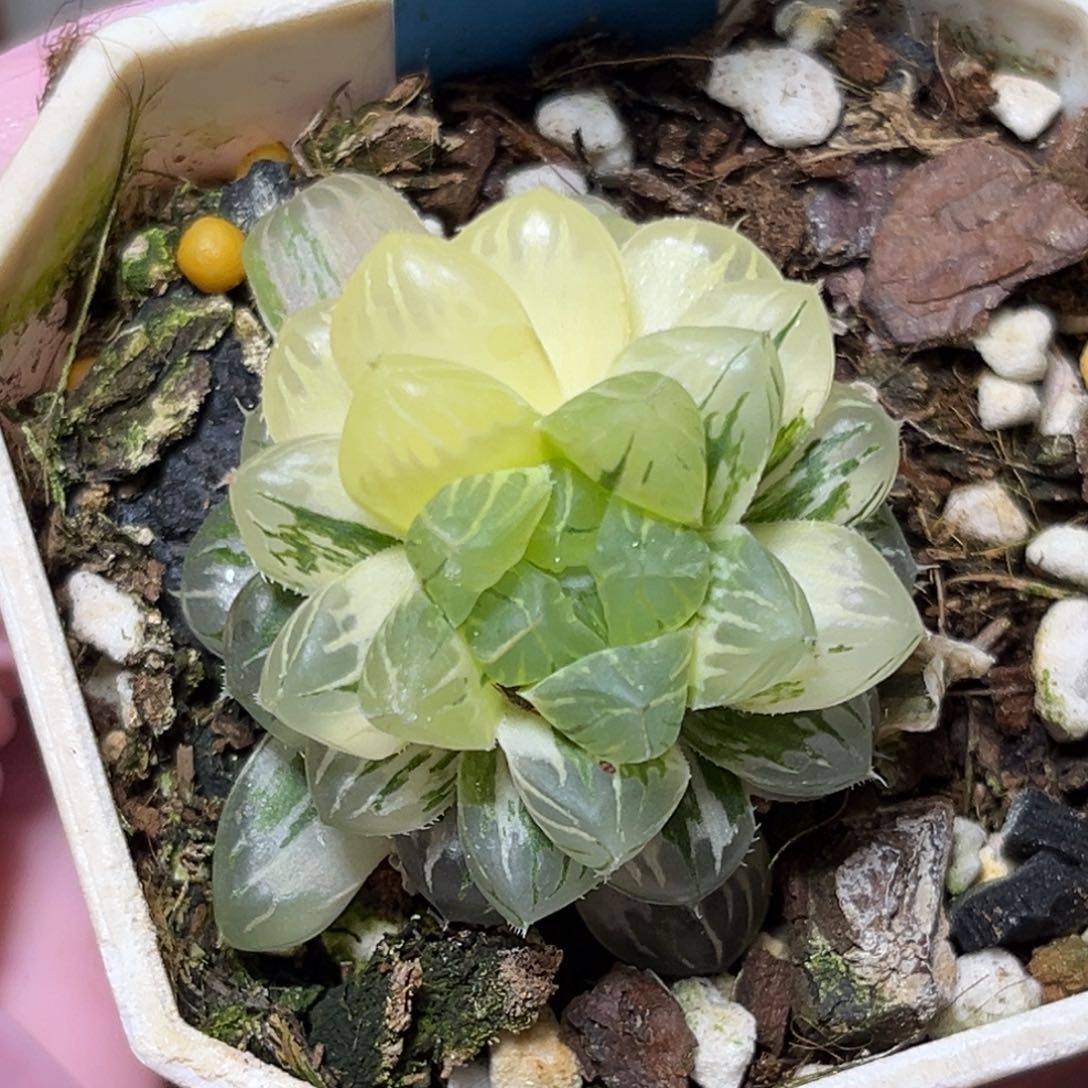 恭喜发财大吉大利637