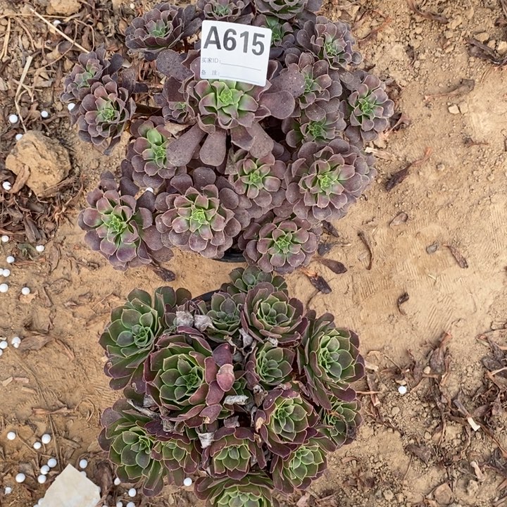 完全开放615组合套餐多肉植物