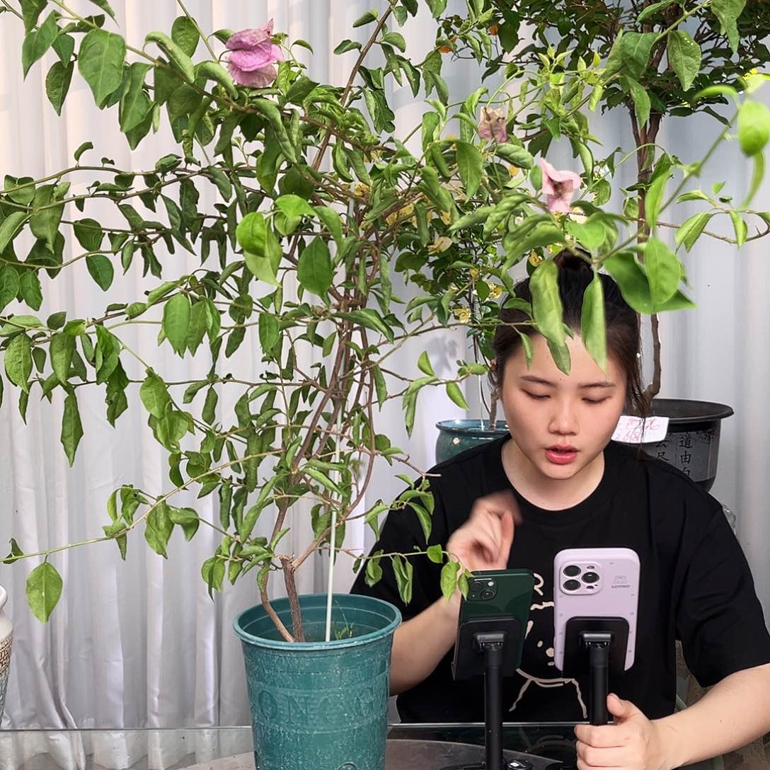 当前无花栽培后可以开花雪紫带竹一颗