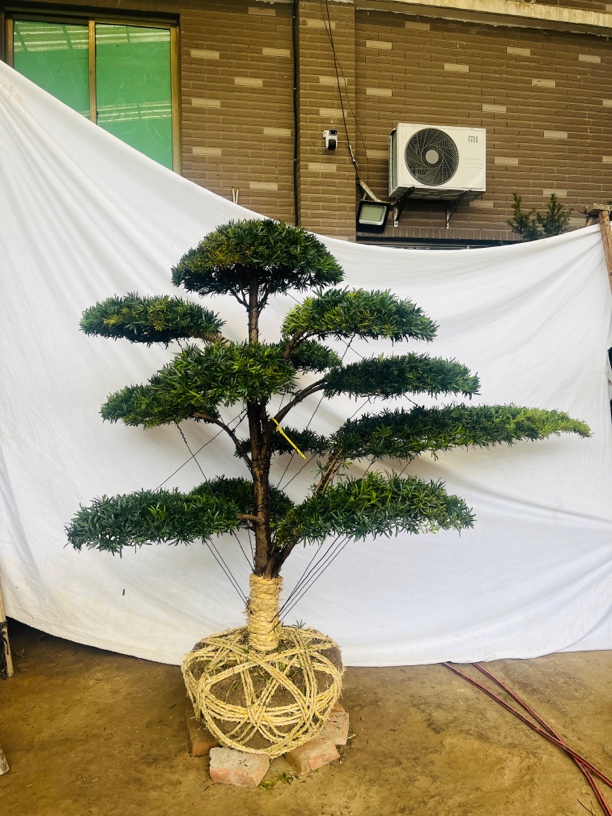 小叶罗汉松庭院主景树（一物一拍）