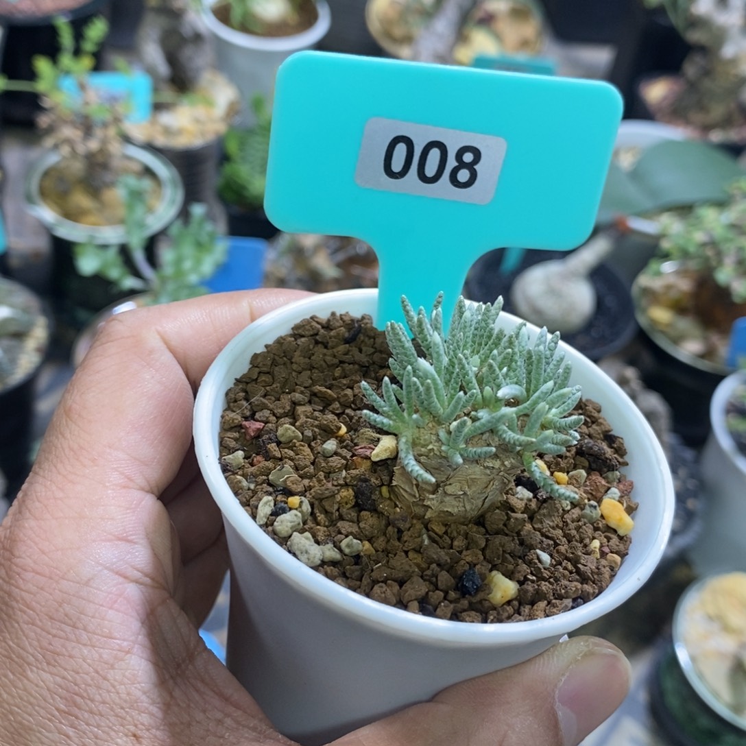 任锦多肉植物一个
