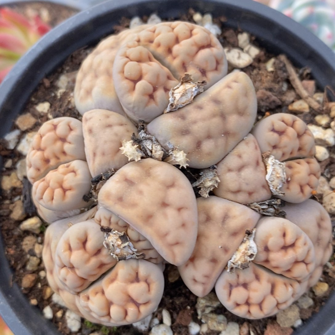 一物一拍精品多肉_下波福利