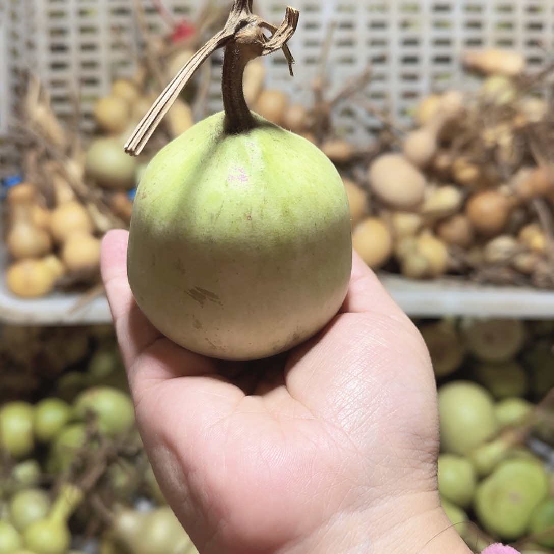 云***轻青皮葫芦不保成不退不换