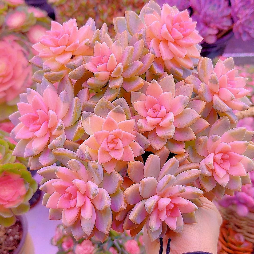 三岁家樱花景（带盆土）新手必备两单包邮多肉植物多肉花卉多肉盆栽