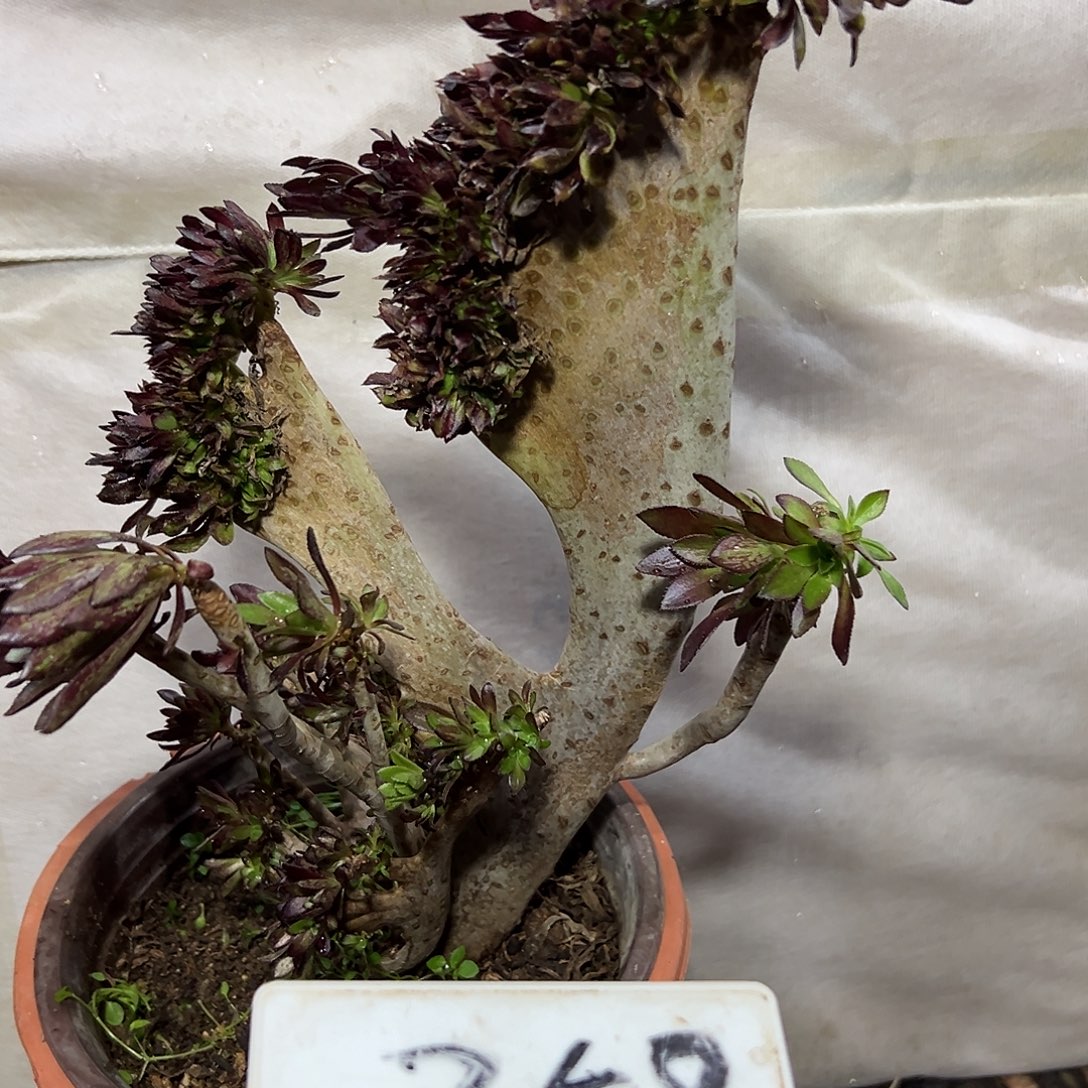 多肉植物黑法师缀花358