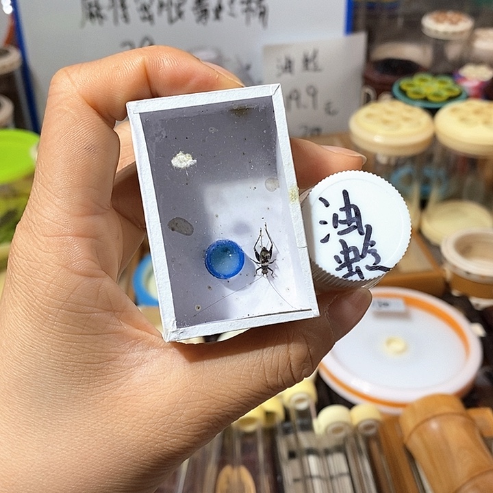 油蛉 花金蛉各1️⃣啊啊啊啊啊