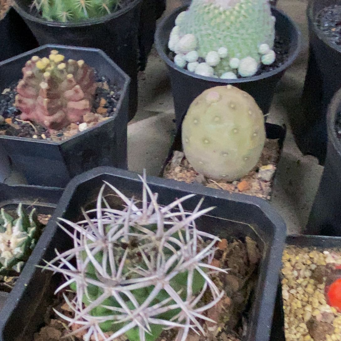 碧岩玉一物一拍，