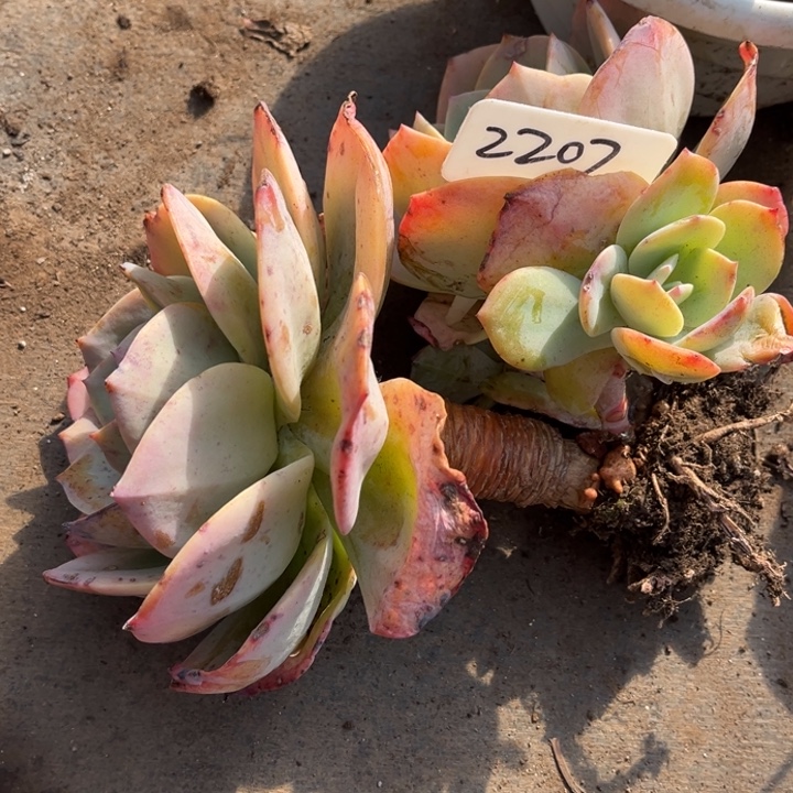 2207 00000多肉000000