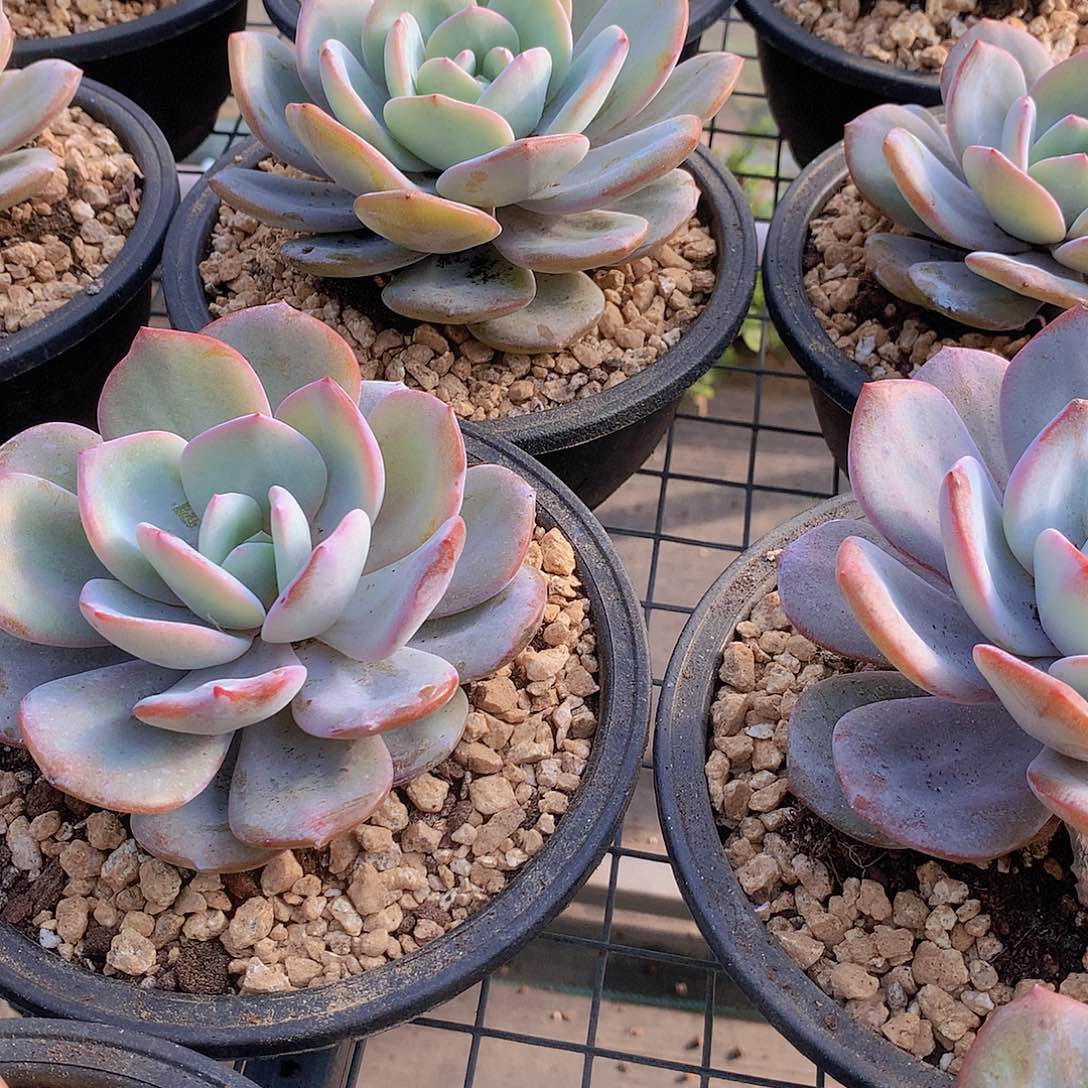 大韩奶茶356788999999