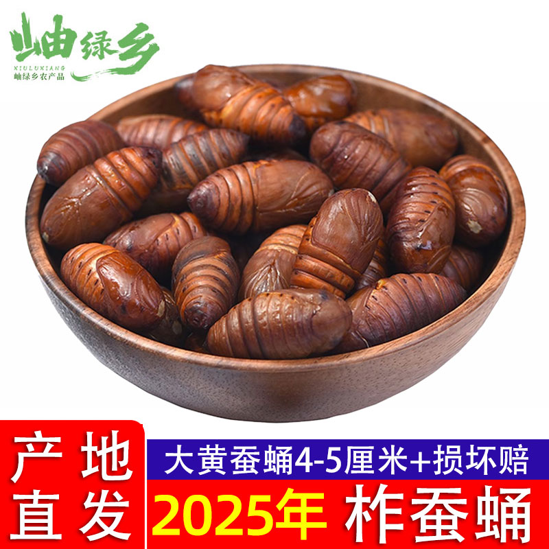 【大黄蚕蛹】东北特产鲜活柞蚕蛹绿色优质高营养