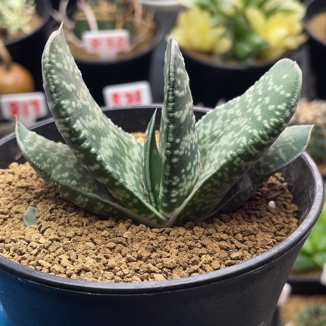 实生宽叶恐龙卧牛仙人球