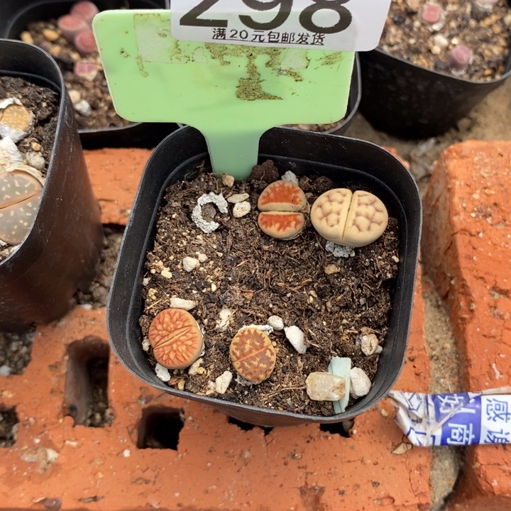琪***）生石花等植物的生长298