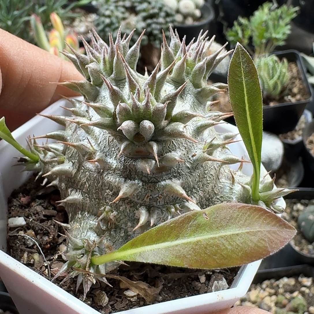 5惠比大黑带盆发货