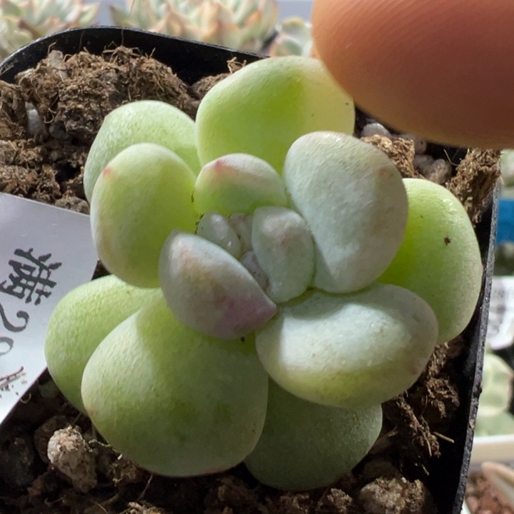 冰玉锦多肉植物288