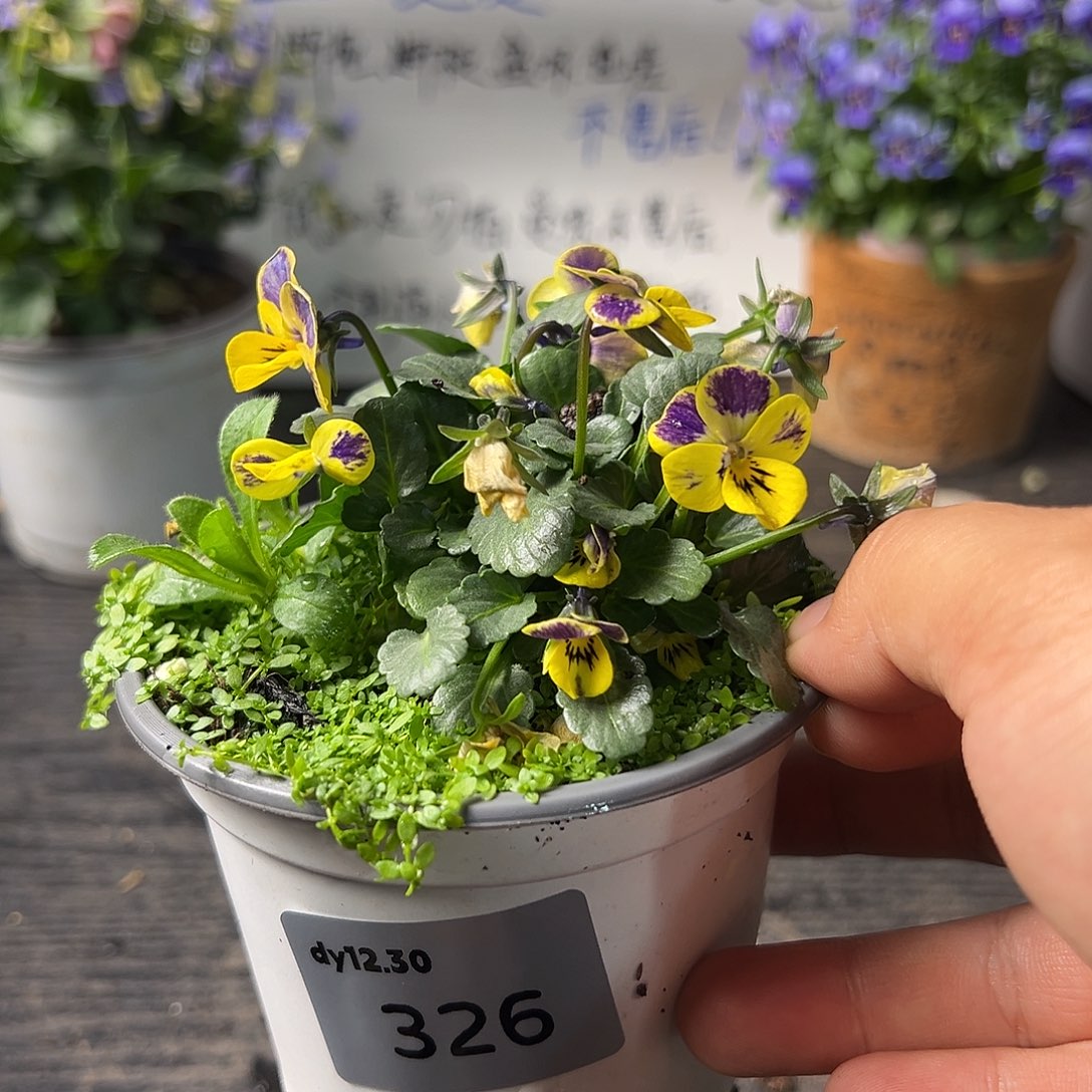 当前无花朵，栽培后可花朵326号