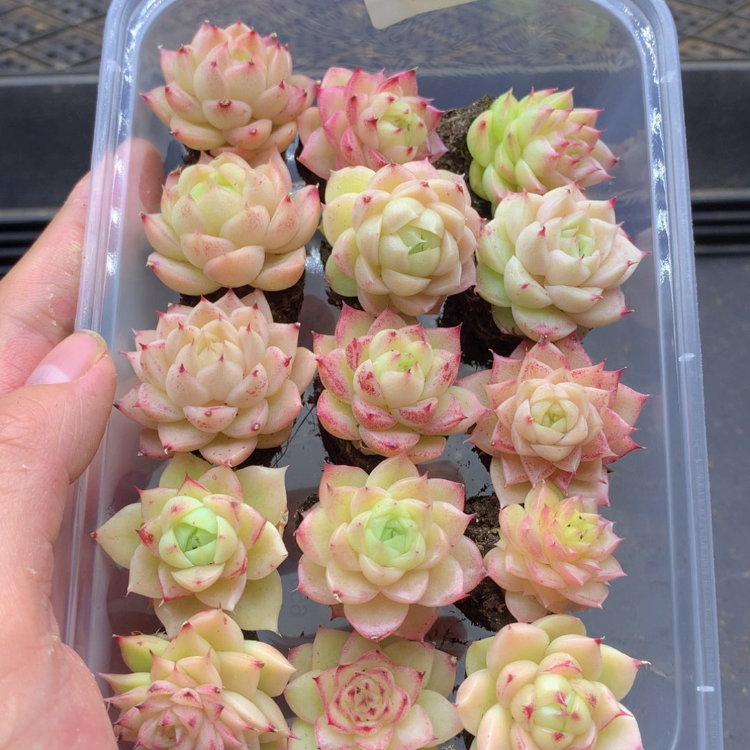 反反复复还是很开心031