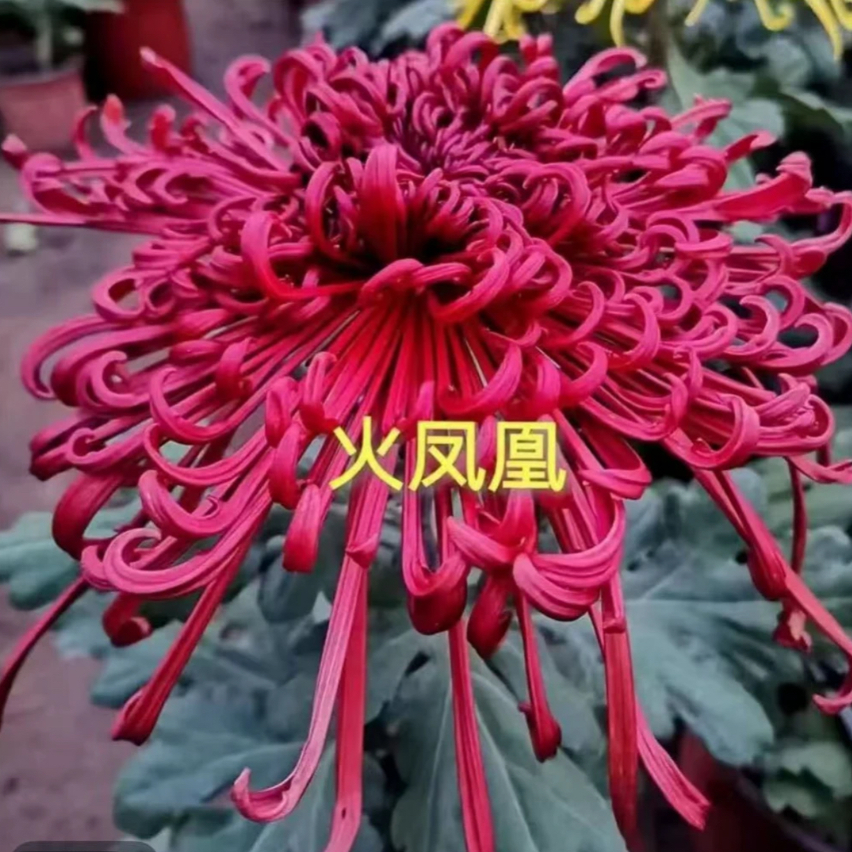 九月菊［火凤凰］大花富贵菊，盆栽绿植室内好养活