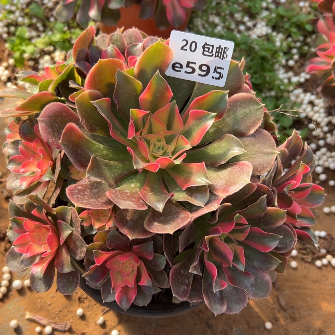 595香妃，满20包邮嘟叮熊