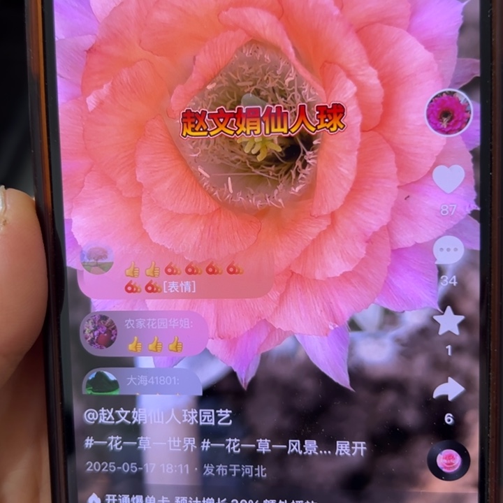 无花朵无根彩草侧芽歪ca009