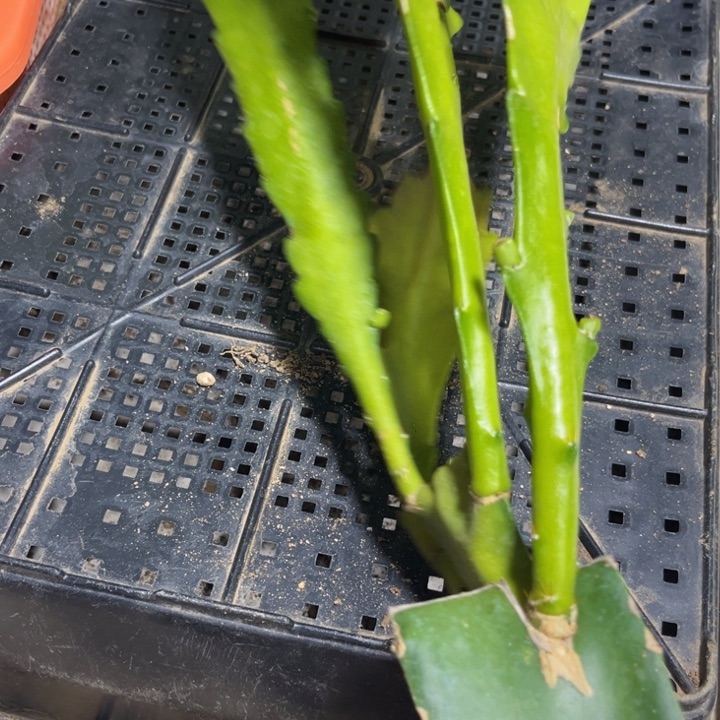 当前无花栽培后可以开花246