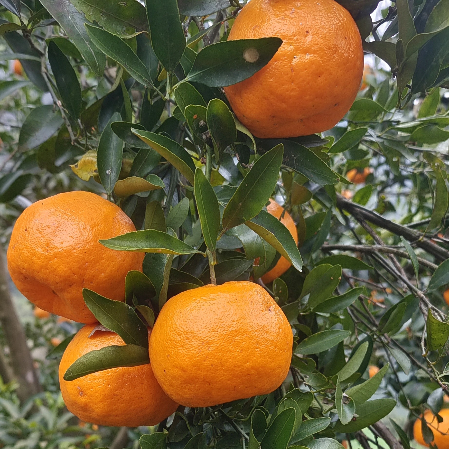 新鲜采摘皮薄多汁正宗碰柑产地直发现摘现发