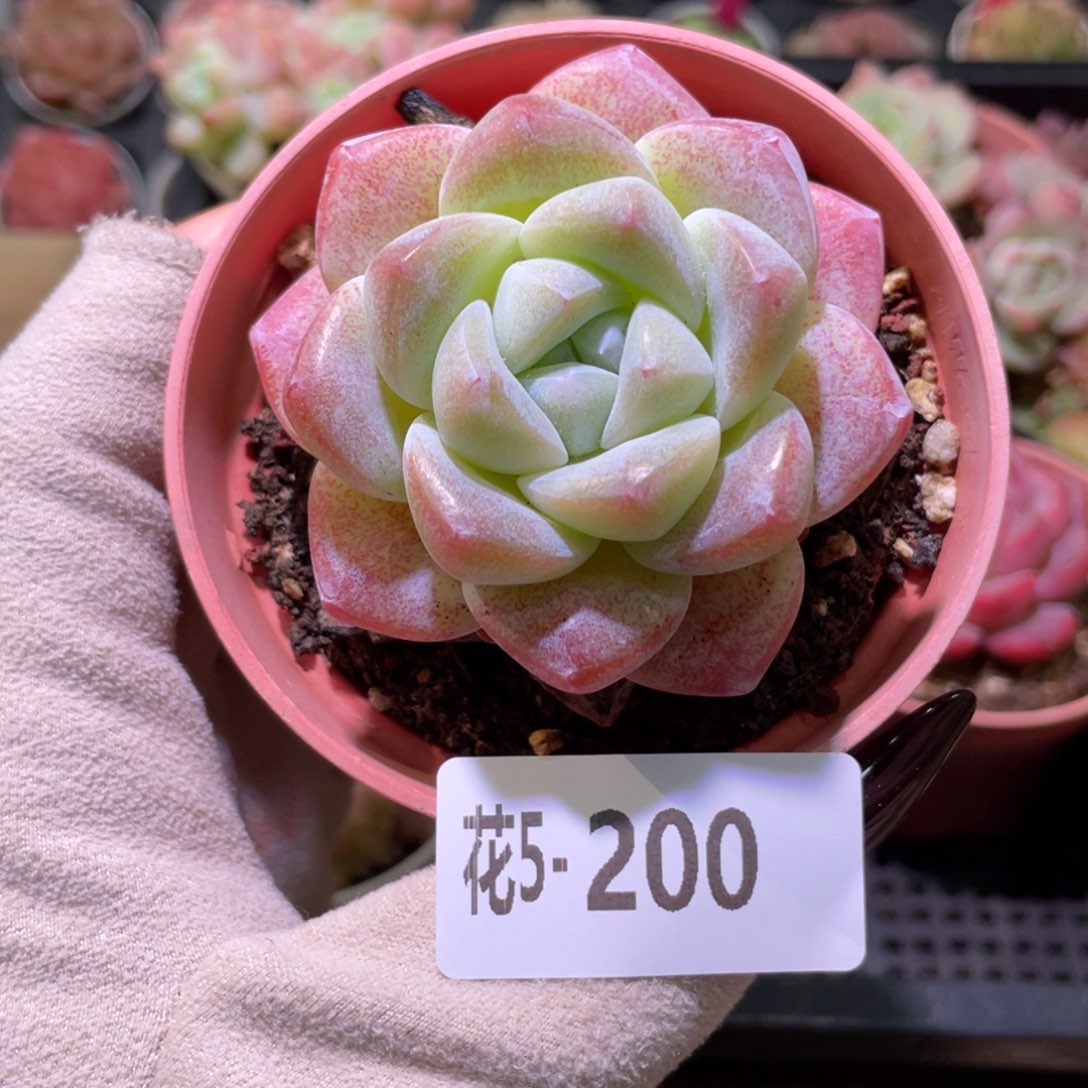 花利美5-200冰玉单头