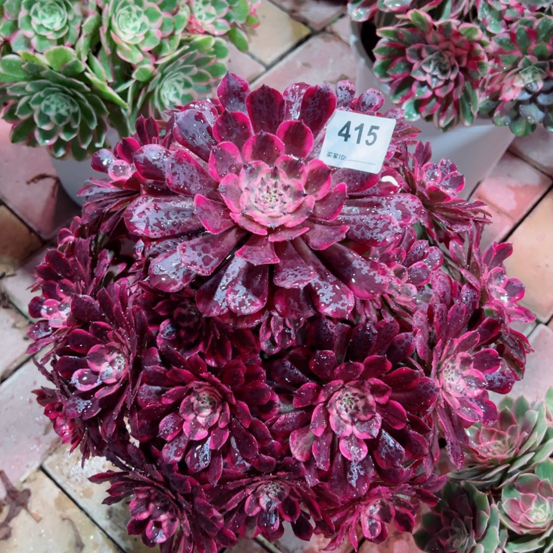 415霁月法师多肉植物