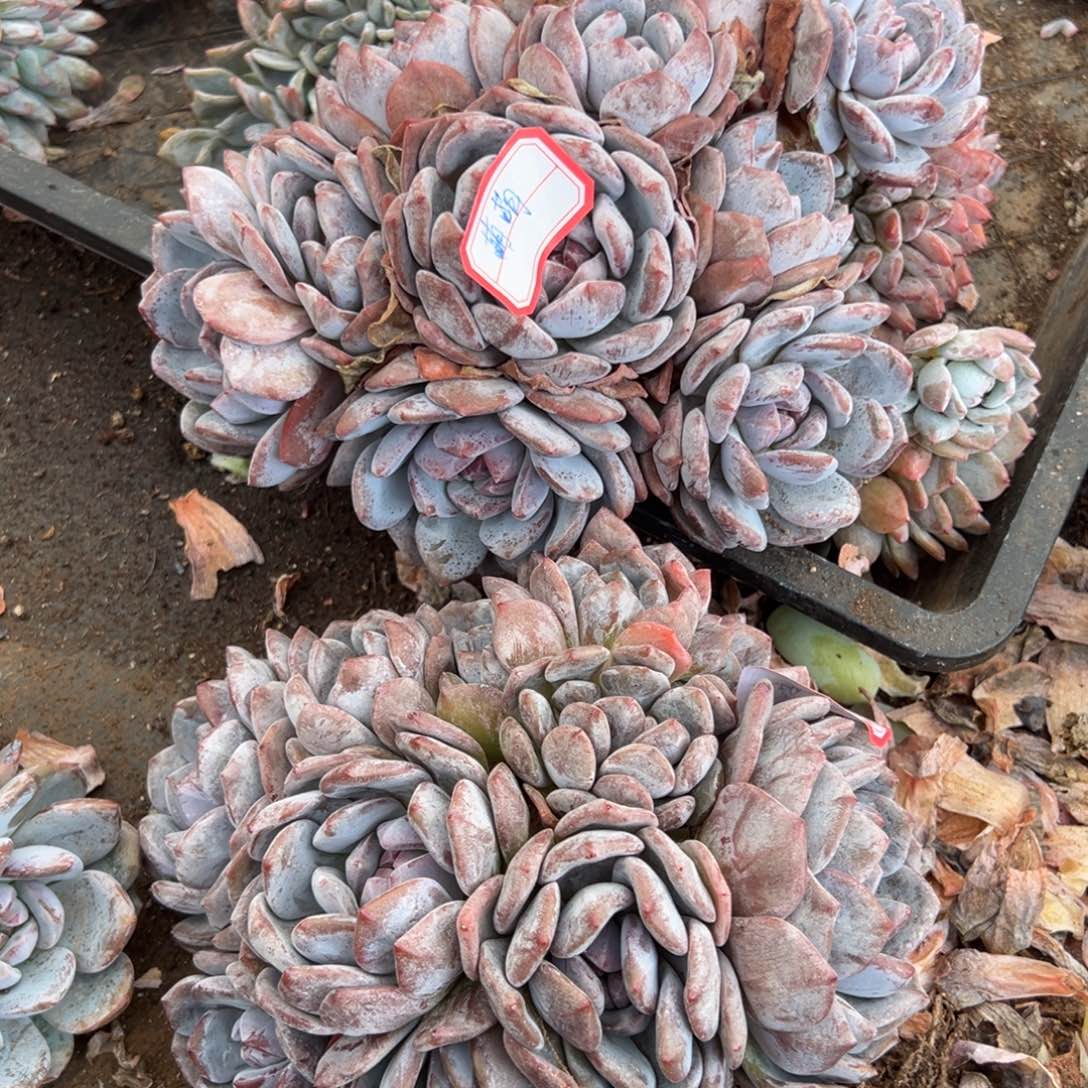 ****。yitaisjilollullluchil