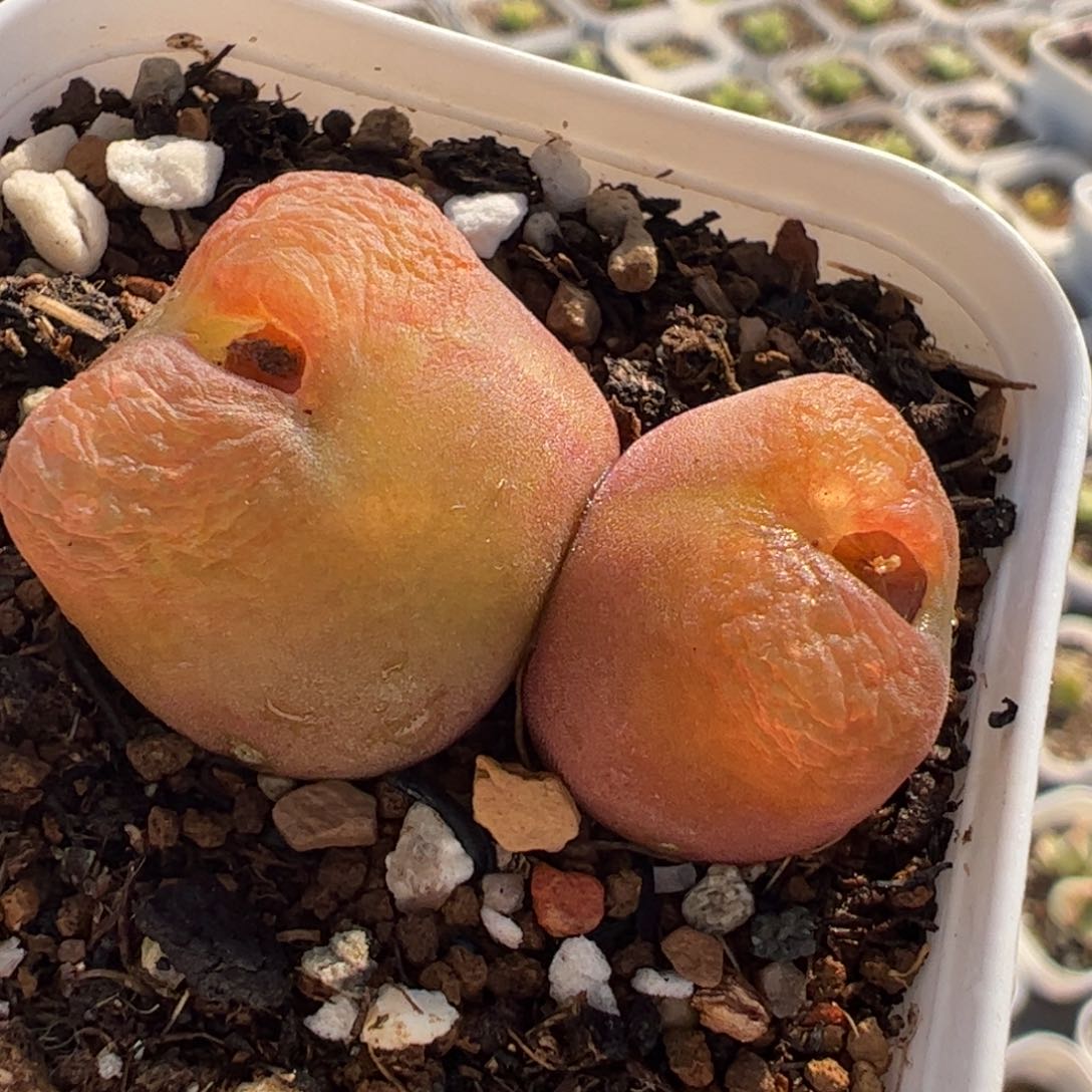 053多肉植物百科