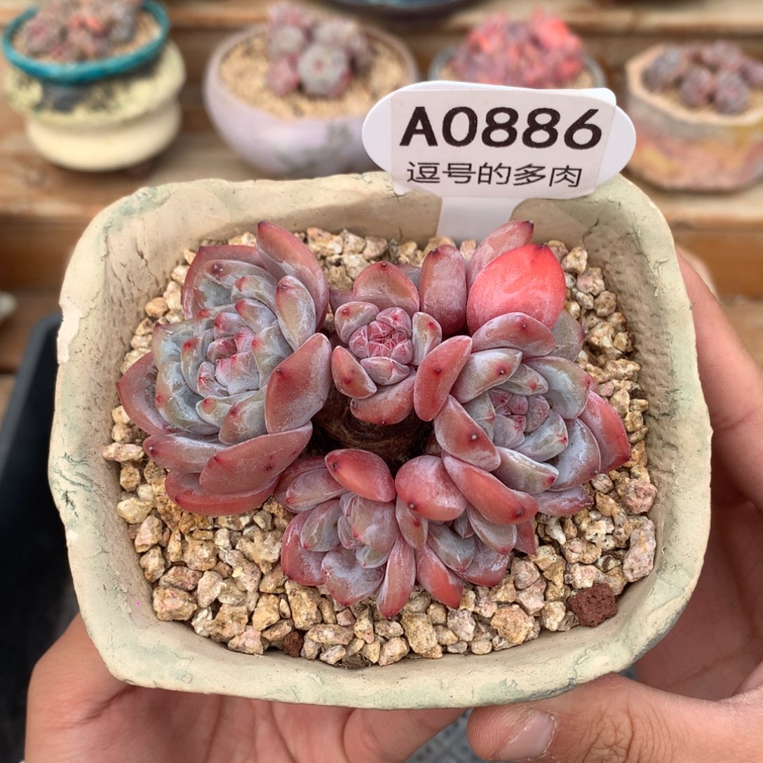 A0886 福利 星影老桩 七头 红体 有砍 9cm