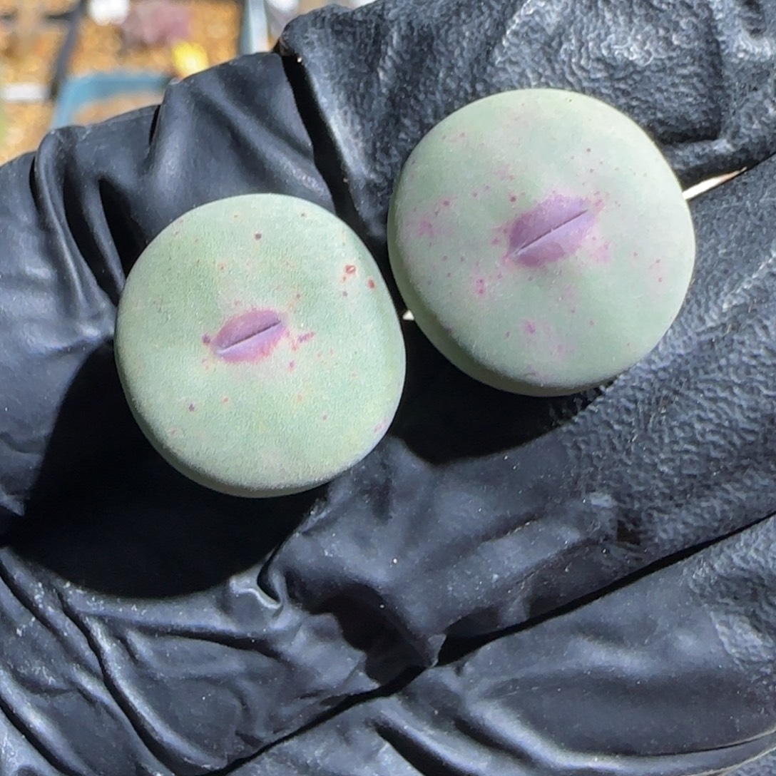 多肉植物DOWS嘴一组7号