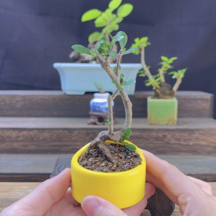 当前无花朵，栽培后可花朵