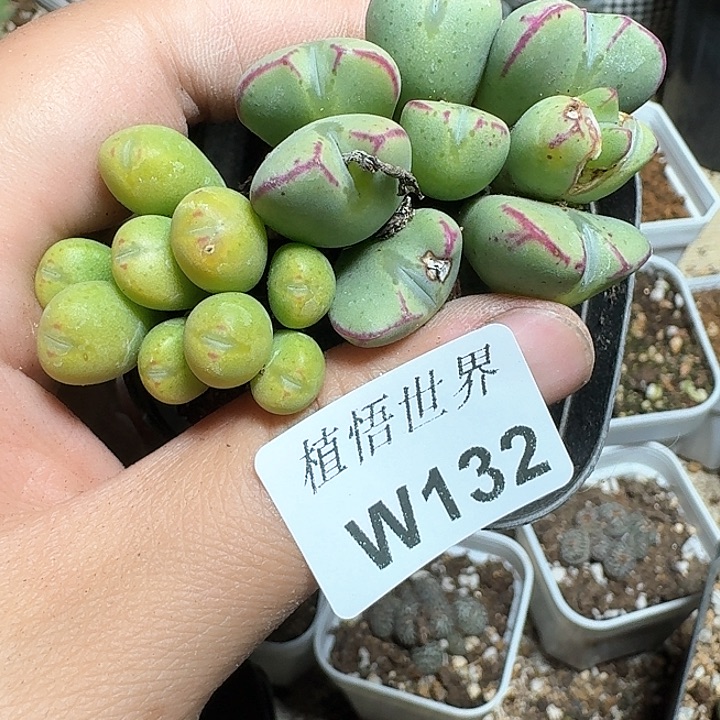 132号多肉植物哇f v