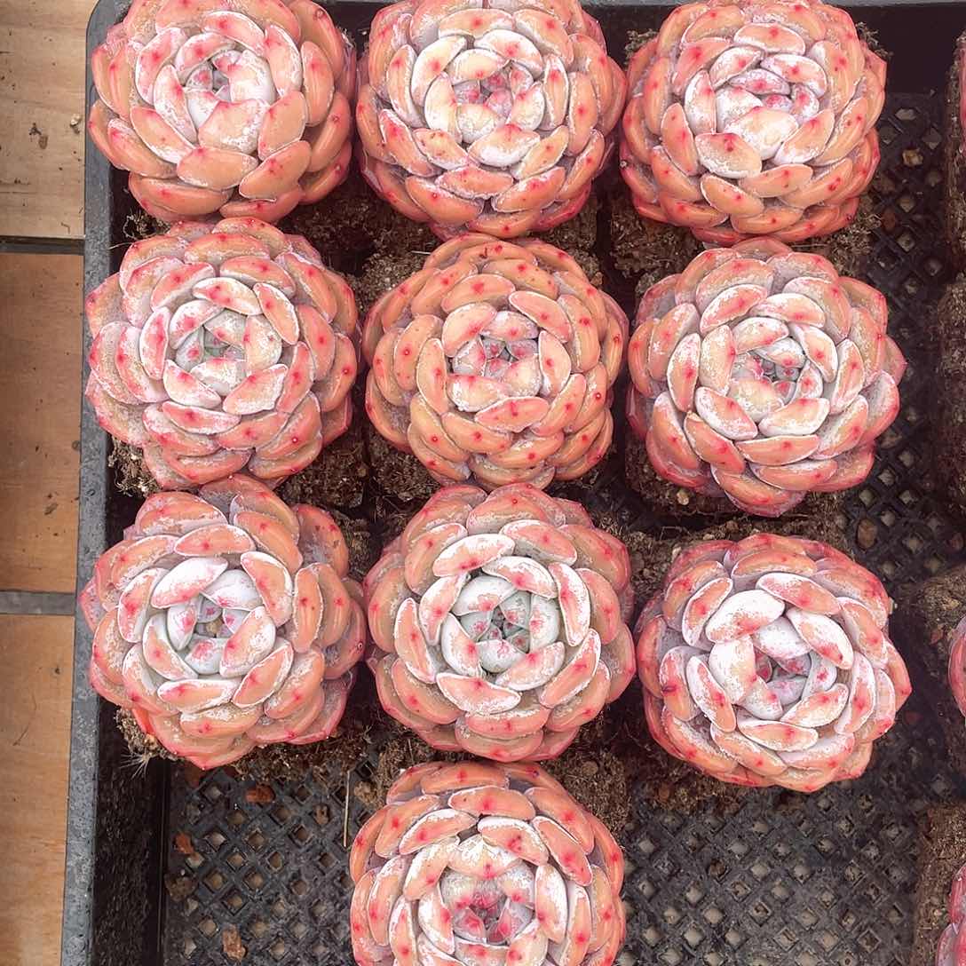 多肉植物多肉植物