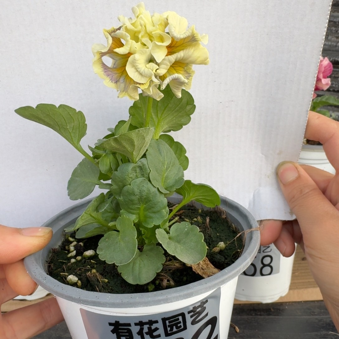 无花朵472号角堇