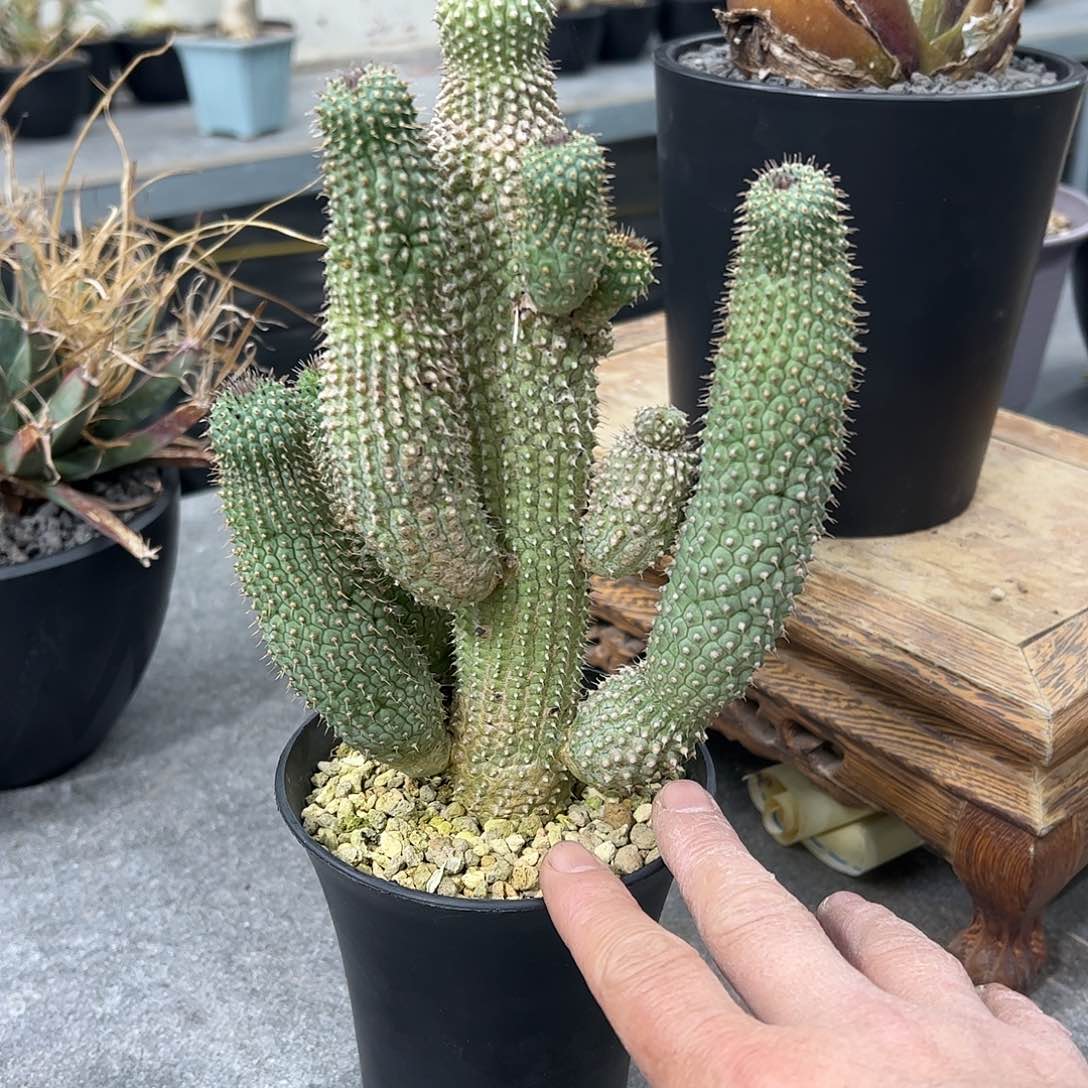 一*将魔耶夫人66688888888