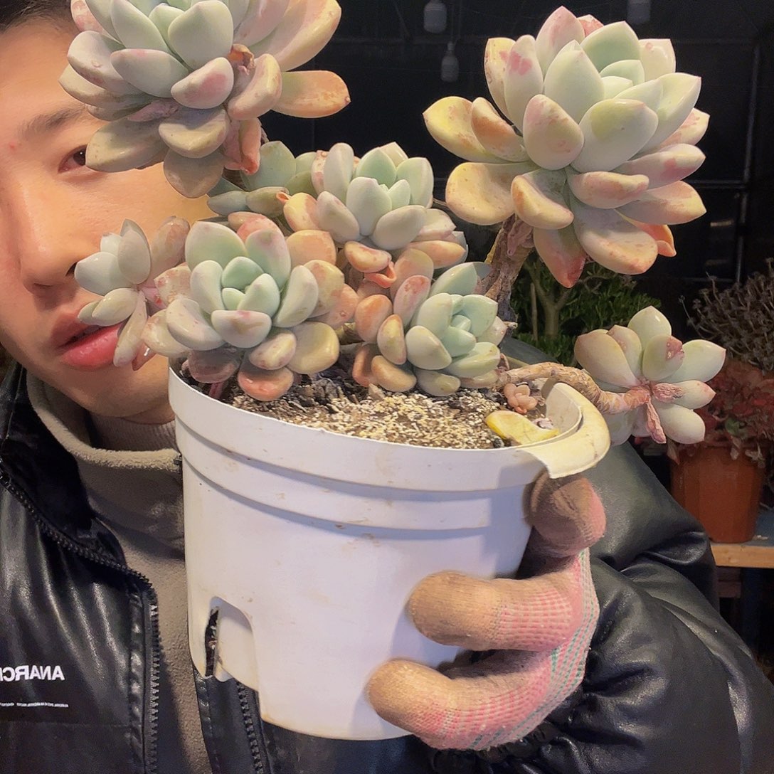 放***逐花瓣露出vv哥哥哥哥哥哥