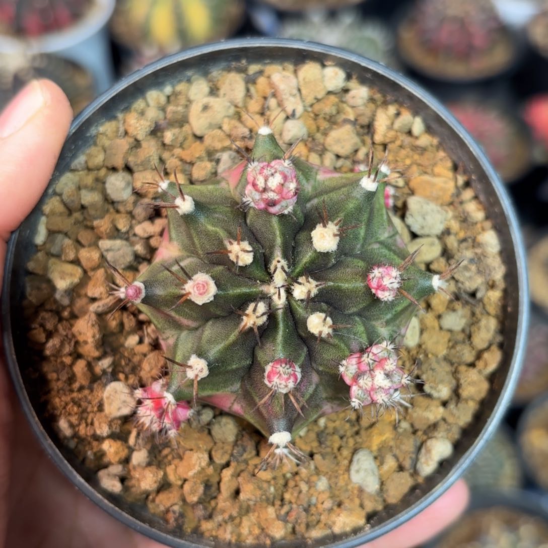 泰系米哈仙人球380