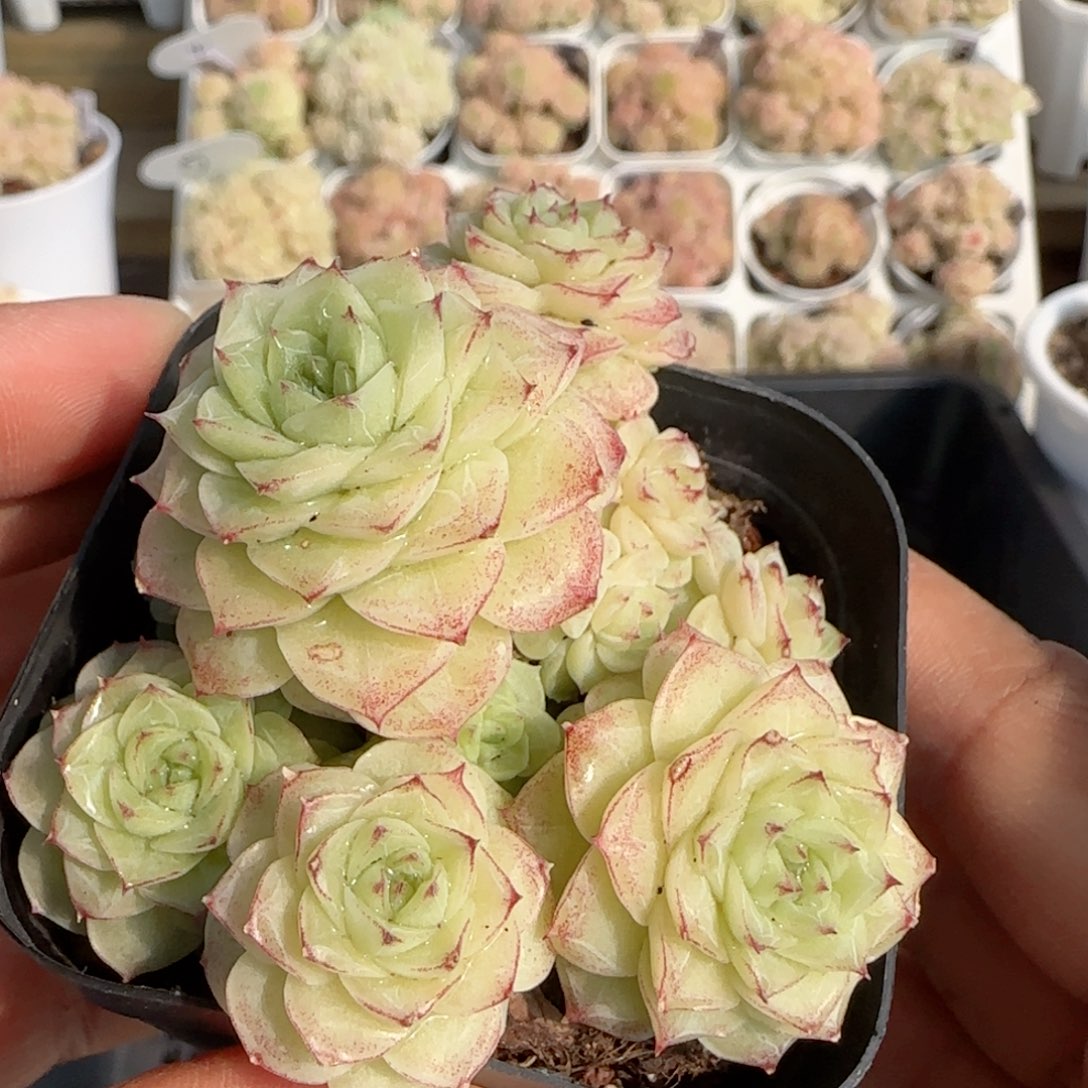 【闪购商品】0212-123（边线女王