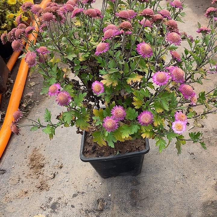 小***悠38花花菊花菊花菊花