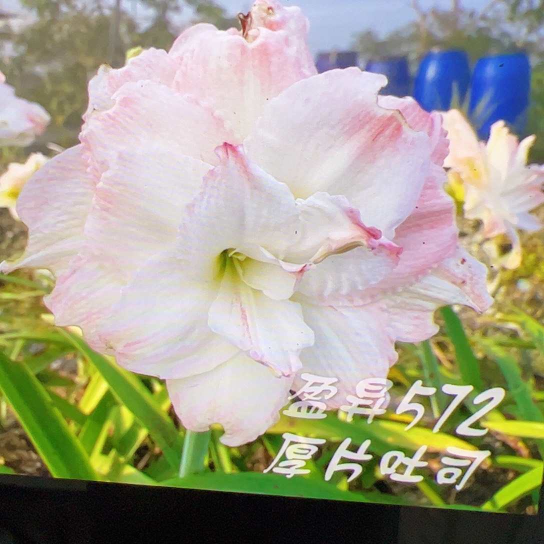 朱顶红厚片吐司572【2号】