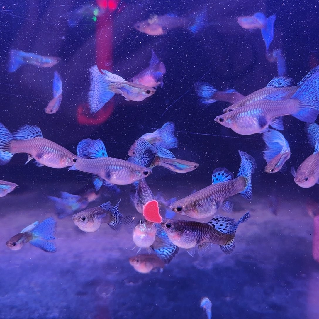 孔雀鱼篮草孔雀5对(3对送2对备损)