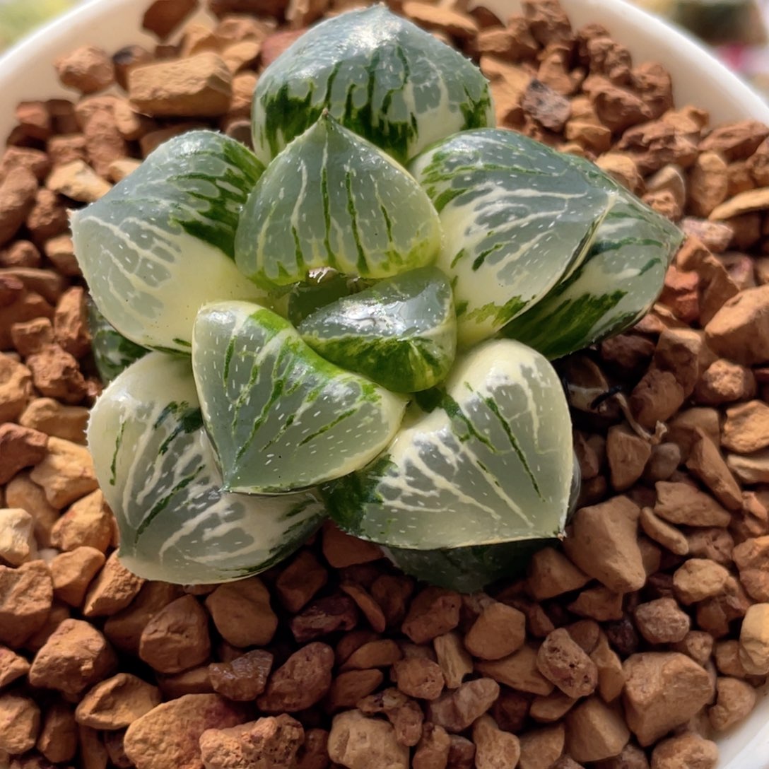 25丸叶亮窗克锦 十二卷多肉20包邮