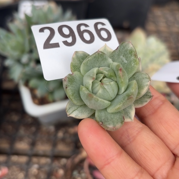 多肉头盖锦满18包邮当场凑单