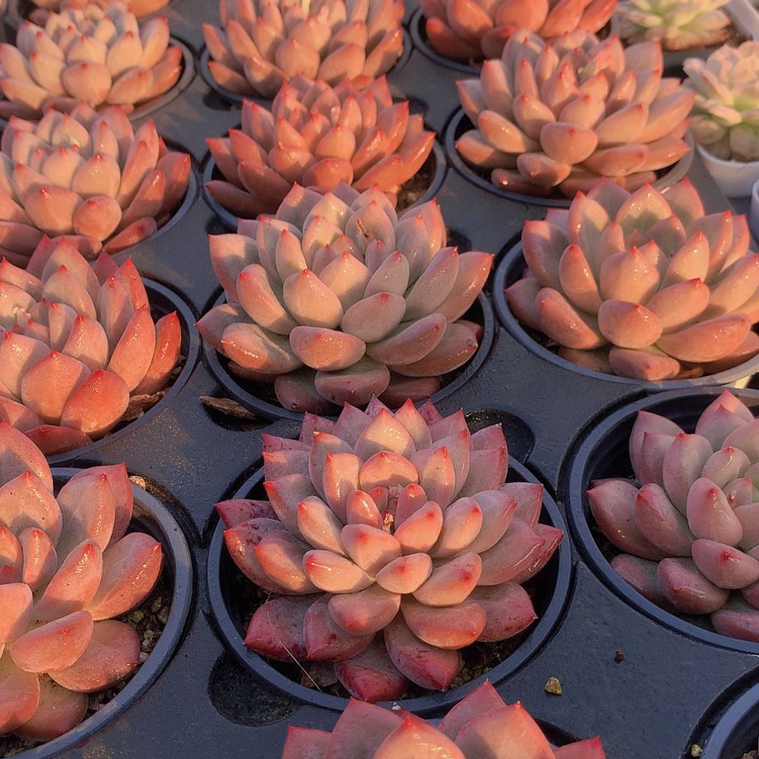 赫本鲁斯456788990000