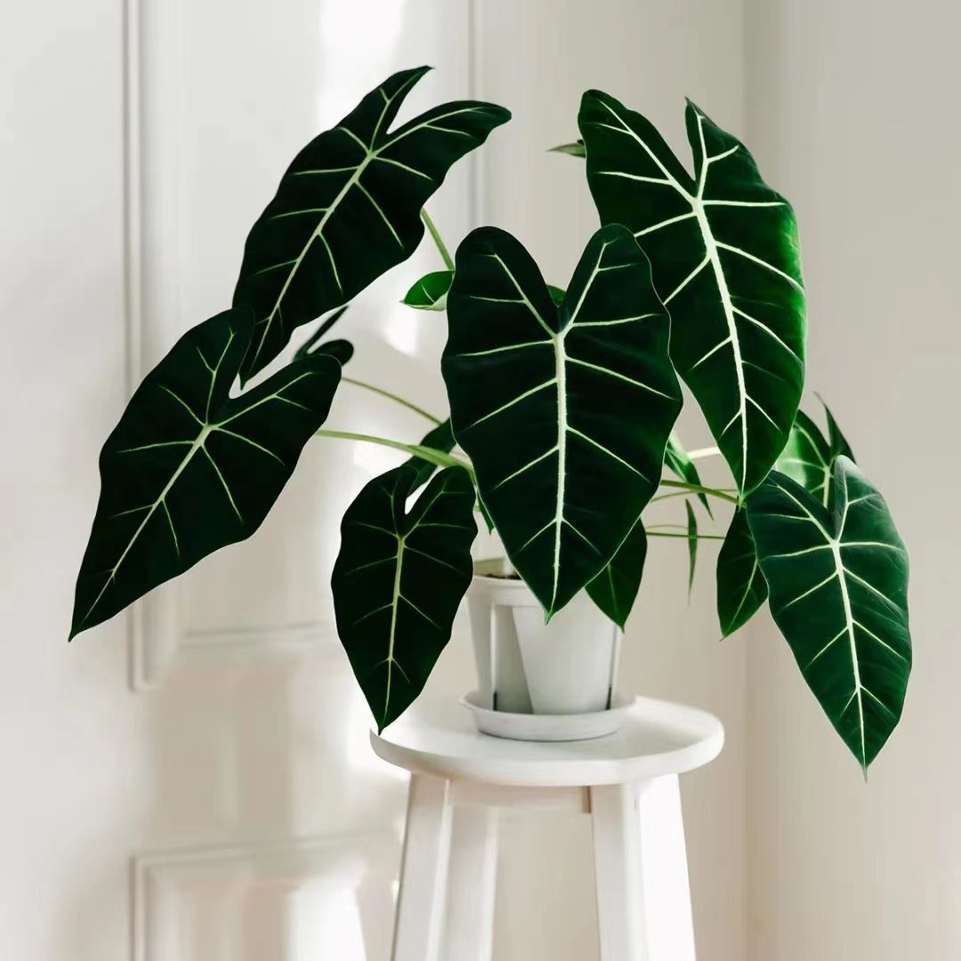 绿天鹅海芋，室内高端绿植
